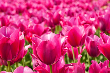 Lots of pink tulips