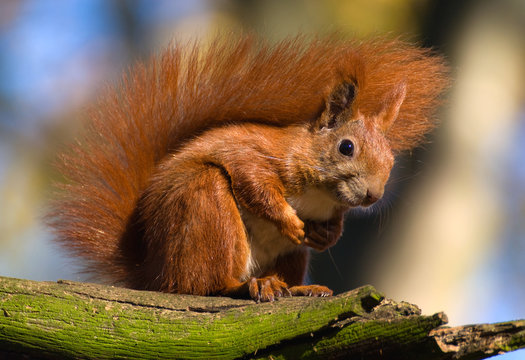 Red squirrel - Sciurus vulgaris