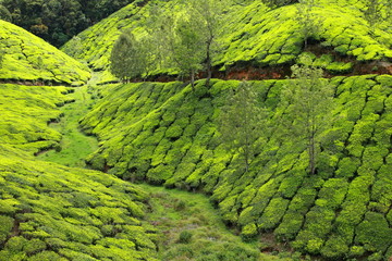 Landscape of green tea plantations. Munnar, Kerala, India