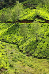 Landscape of green tea plantations. Munnar, Kerala, India