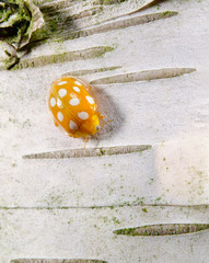 orange ladybird vertical macro crop