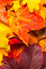 Fototapeta na wymiar Piękna jesień liści klonu