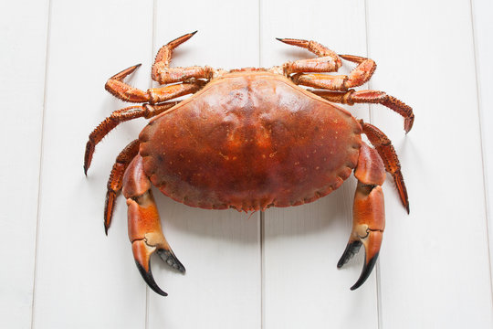 Crab