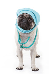 Mops mit OP Mütze und Stethoskop