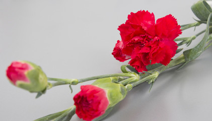 Red carnation flowers