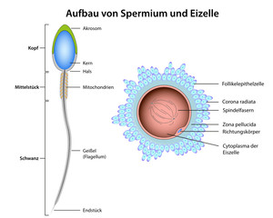 structure sperm and ovum german
