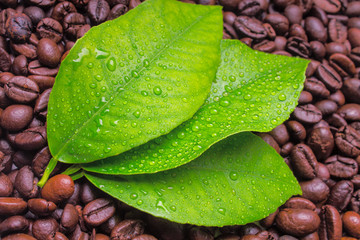 Wet lemon leaves and coffee beans on the background