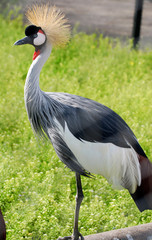Grey Crowned Crane(Balearica regulorum)