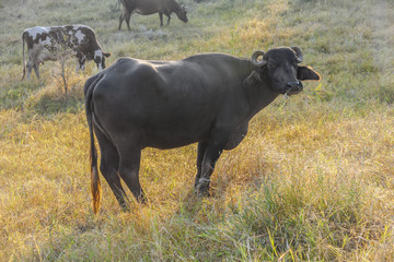 cows grazing at the meadow