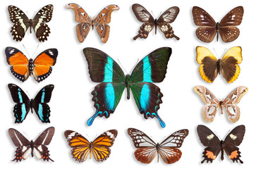 butterflies