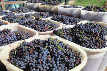 Baskets of wine grapes
