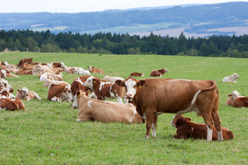 Fototapeta na wymiar Krów mlecznych w pastwiska