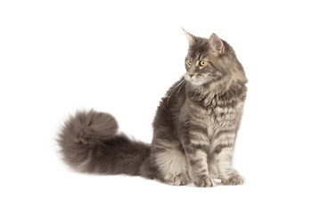 Maine coon cat