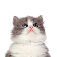 Beautiful angora kitten with gray hair looking up