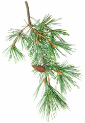 a pine twig with a cone on a white background
