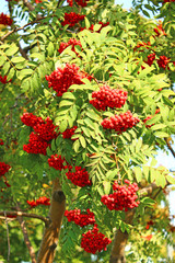Rowan branches with bright berries
