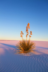 Yucca at Sunset, White Sands National Monument