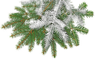 spruce twig with snow on a white background