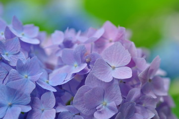 紫陽花(幸手あじさい祭り)