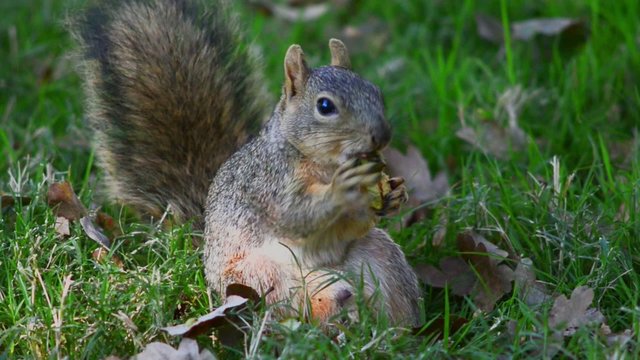 squirrel gnaws nut