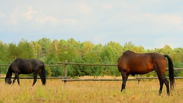 hores on field