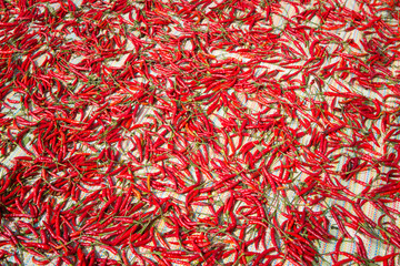 Fototapeta premium Red hot chili pepper