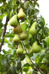 mature fruit in the branch of a tree