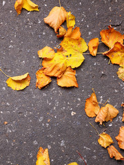 Background group autumn orange leaves Outdoor