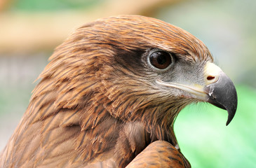 head of Black Kite