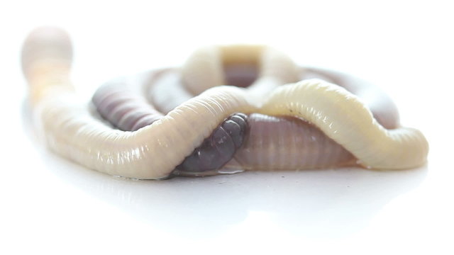 rain worm closeup on a white background
