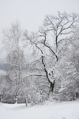 forest under snow