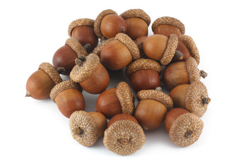 pile of acorns isolated on white