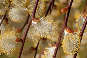 Weidekätzchen - Salix spec © M. Schuppich