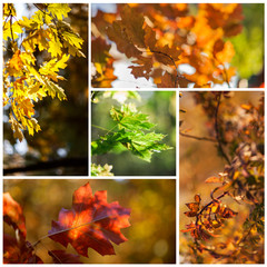 Autumn-collage - obrazy, fototapety, plakaty