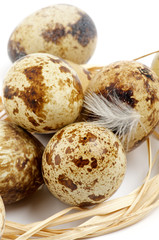 Obraz premium Quail Eggs