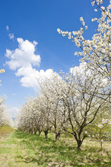 Fototapeta na wymiar blooming orchard in spring