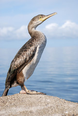 Kormoran