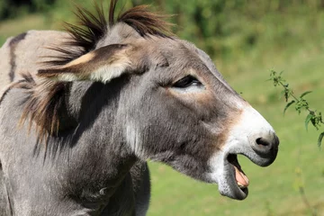 Fotobehang Ezel Afrikaans paard
