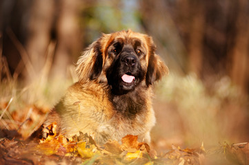 leonberger dog portrait in fallen leaves