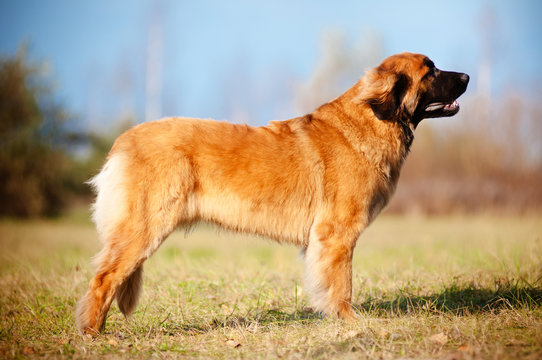 leonberger dog portrait