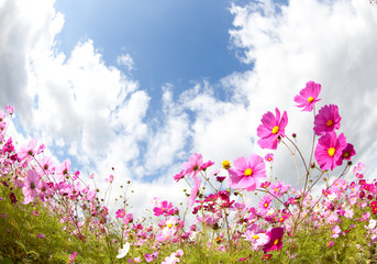 Cosmos flower and the sky