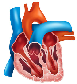 Heart cross-section