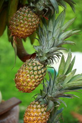 Fresh pineapples seen on a weekly fruit market