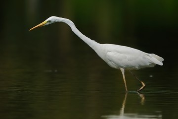 Airone bianco maggiore