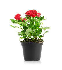 Red Rose in the flower pot