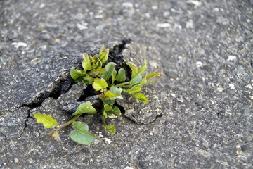 Pflanze durchbricht Strassendecke