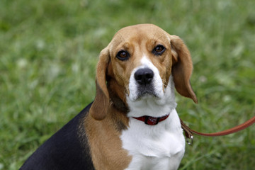 Beagle