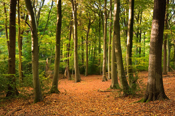 Panele Szklane Podświetlane  Wibrujący jesienny obraz krajobrazu lasu