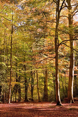 Panele Szklane Podświetlane  Wibrujący jesienny obraz krajobrazu lasu