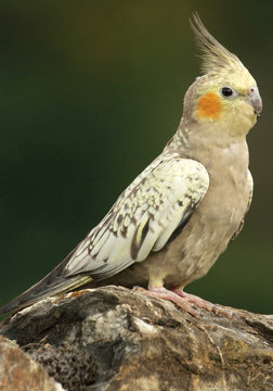 Perruche calopsitte